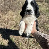 May, a female English Springer Spaniel for sale in White Oak, GA – Photo 5 of 6