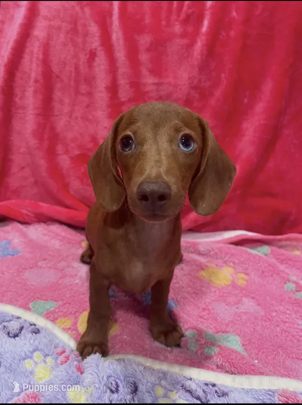 Dapple Girl – Miniature Dachshund puppy for sale in White Oak, GA