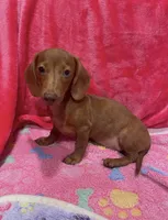 Dapple Girl, a female Miniature Dachshund for sale in White Oak, GA – 3 of 4