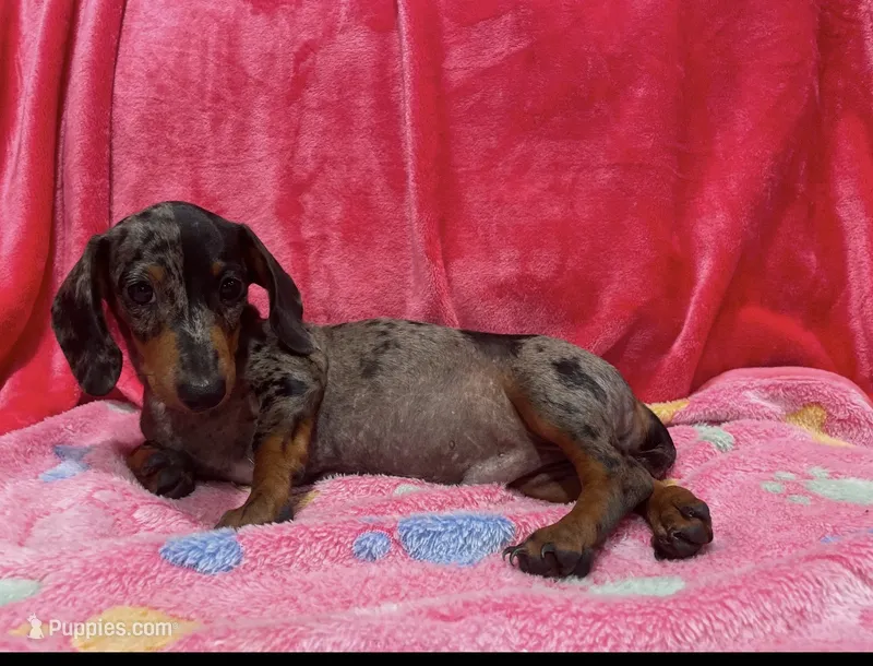 Male Dapple – Miniature Dachshund puppy for sale in White Oak, GA