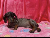 Male Dapple, a male Miniature Dachshund for sale in White Oak, GA – 1 of 3
