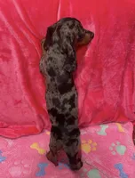 Male Dapple, a male Miniature Dachshund for sale in White Oak, GA – 3 of 3