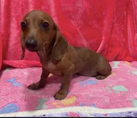 Red girl, a female Miniature Dachshund for sale in White Oak, GA – 2 of 4
