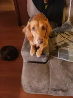 Akc and ckc Little girl, a female Miniature Dachshund for sale in Star, NC – Photo 2 of 3