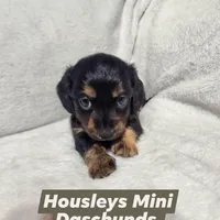 Akc and ckc Little girl, a female Miniature Dachshund for sale in Star, NC – Photo 1 of 3