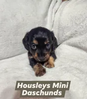 Akc and ckc Little girl, a female Miniature Dachshund for sale in Star, NC – Photo 1 of 3