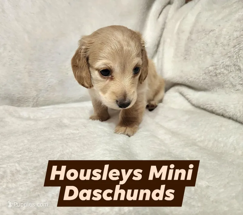 Little boy, a male Miniature Dachshund for sale in Star, NC – Photo 1 of 1