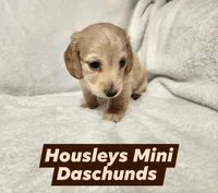 Akc and ckc Little boy , a male Miniature Dachshund for sale in Star, NC – Photo 1 of 3