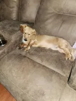 Akc and ckc Little boy , a male Miniature Dachshund for sale in Star, NC – Photo 3 of 3