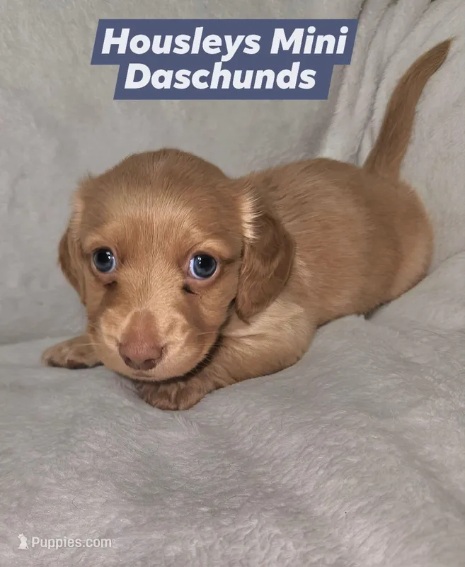 Boy, a male Miniature Dachshund for sale in Star, NC – Photo 1 of 1