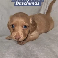 Akc and ckc Little boy 3, a male Miniature Dachshund for sale in Star, NC – Photo 1 of 3