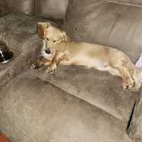 Akc and ckc Little boy 3, a male Miniature Dachshund for sale in Star, NC – Photo 3 of 3