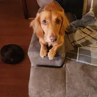 Akc and ckc Little boy , a male Miniature Dachshund for sale in Star, NC – Photo 2 of 3