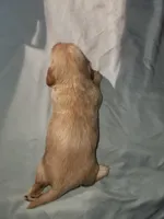 Lil boy, a male Miniature Dachshund for sale in Star, NC – Photo 2 of 2