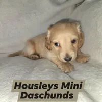 Akc and ckc Little boy , a male Miniature Dachshund for sale in Star, NC – Photo 1 of 3
