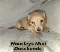 Akc and ckc Little boy , a male Miniature Dachshund for sale in Star, NC – Photo 1 of 3