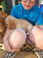 Akc and ckc cream male, a male Miniature Dachshund for sale in Star, NC – Photo 2 of 4