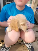 Akc and ckc cream male, a male Miniature Dachshund for sale in Star, NC – Photo 1 of 4