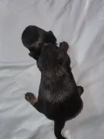 Lil girl, a male Miniature Dachshund for sale in Star, NC – Photo 1 of 2