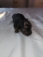 Lil girl, a male Miniature Dachshund for sale in Star, NC – Photo 2 of 2