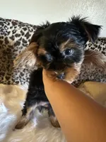 Max , a male Yorkshire Terrier for sale in Madera, CA – 2 of 3
