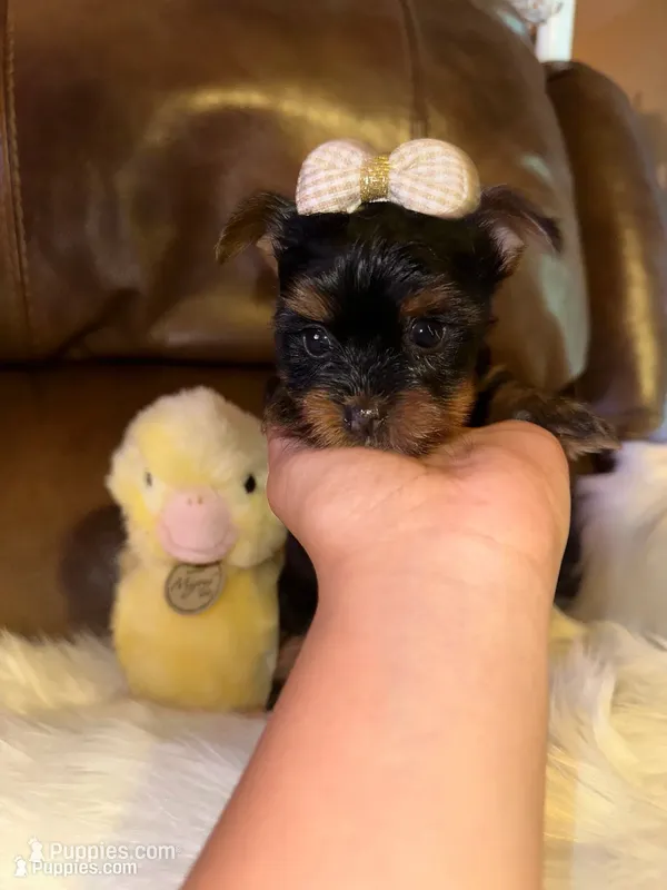 Estrella – Yorkshire Terrier puppy for sale in Madera, CA