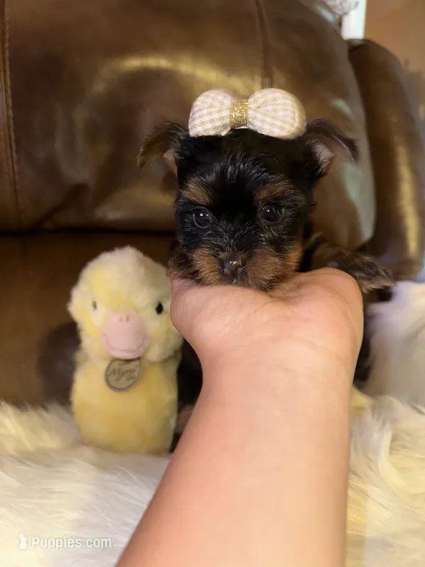 Estrella – Yorkshire Terrier puppy for sale in Madera, CA