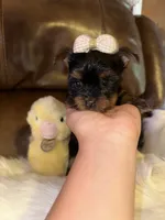 Estrella, a female Yorkshire Terrier for sale in Madera, CA – 1 of 2