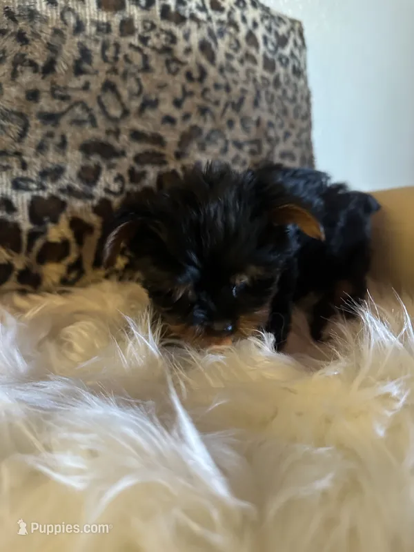 Perlita  – Yorkshire Terrier puppy for sale in Madera, CA