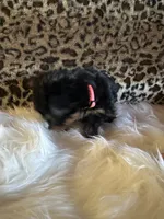 Perlita , a female Yorkshire Terrier for sale in Madera, CA – 2 of 4