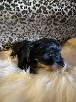 Luz, a female Yorkshire Terrier for sale in Madera, CA – 3 of 4