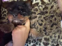 Perlita , a female Yorkshire Terrier for sale in Madera, CA – 4 of 4