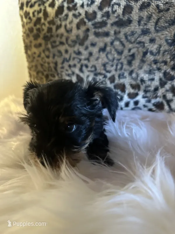 Luz – Yorkshire Terrier puppy for sale in Madera, CA