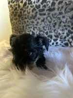 Luz, a female Yorkshire Terrier for sale in Madera, CA – 1 of 4
