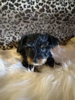 Luz, a female Yorkshire Terrier for sale in Madera, CA – 2 of 4