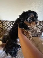 Max , a male Yorkshire Terrier for sale in Madera, CA – 3 of 3