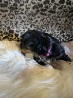 Luz, a female Yorkshire Terrier for sale in Madera, CA – 4 of 4