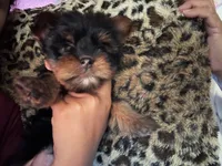 Perlita , a female Yorkshire Terrier for sale in Madera, CA – 3 of 4