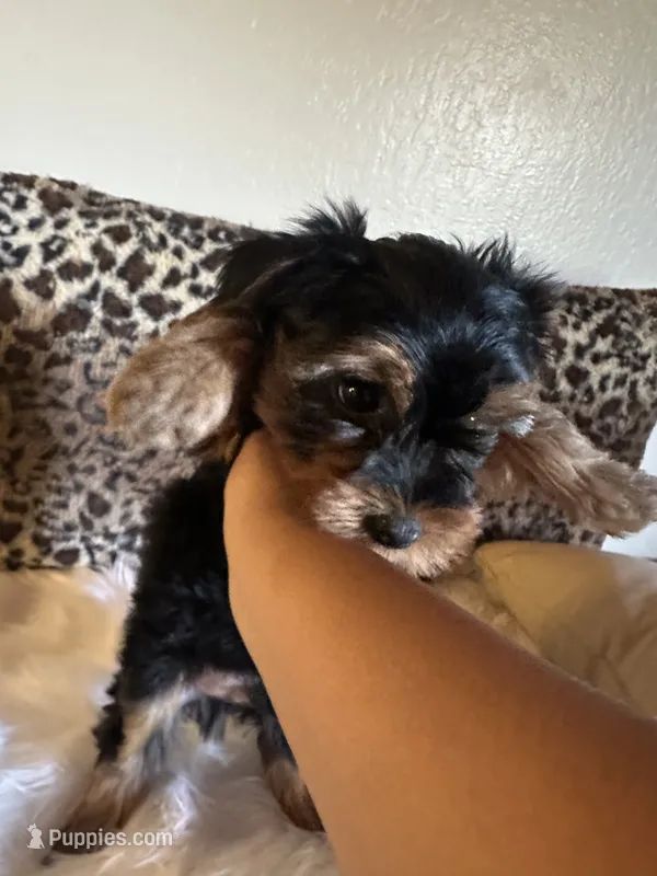 Max  – Yorkshire Terrier puppy for sale in Madera, CA