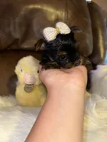Estrella, a female Yorkshire Terrier for sale in Madera, CA – 2 of 2