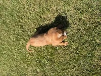 AKC Dax, a male Cavalier King Charles Spaniel for sale in Athens, WI – 10 of 10