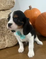 Cliff, a male Cavalier King Charles Spaniel for sale in Athens, WI – 8 of 10