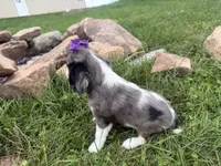 Lizzy, a female Cavalier King Charles Spaniel for sale in Athens, WI – 8 of 10