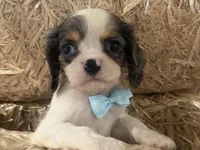 Carter, a male Cavalier King Charles Spaniel for sale in Athens, WI – 5 of 10
