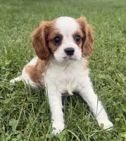 Lewis, a male Cavalier King Charles Spaniel for sale in Athens, WI – 2 of 10