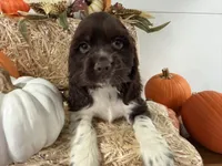 AKC Walker, a male Cocker Spaniel for sale in Athens, WI – 6 of 10