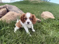 Logan, a male Cavalier King Charles Spaniel for sale in Athens, WI – 6 of 10