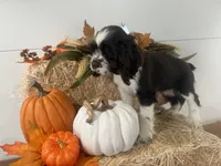 AKC Monica, a female Cocker Spaniel for sale in Athens, WI – 8 of 10