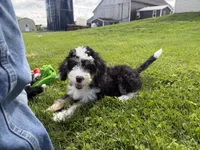 Louie, a male Miniature Bernedoodle for sale in Athens, WI – 2 of 10