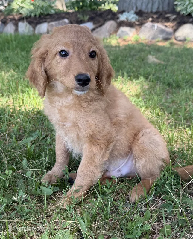 Buster – Miniature Goldendoodle puppy for sale in Athens, WI